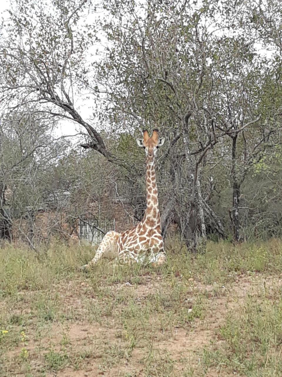 Bellamia Villa Marloth Park Exterior photo